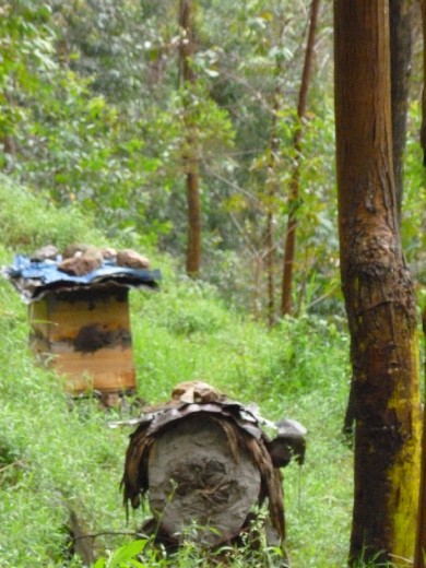Tradtional Bee Hives