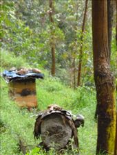 Tradtional Bee Hives: by smhnash, Views[268]