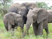 Elephants: by smhnash, Views[156]