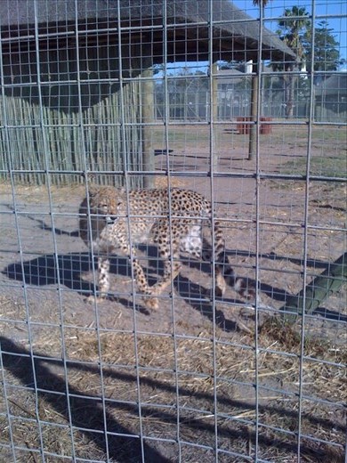 Cheetah Sanctuary in Somerset.  Curious cat.