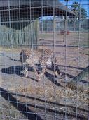 Cheetah Sanctuary in Somerset.  Curious cat.: by smithtravel, Views[598]