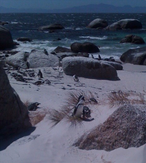African Penguins all over Bouldes Beach, Simons Town on the Cape Penninsula.