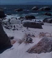 African Penguins all over Bouldes Beach, Simons Town on the Cape Penninsula.: by smithtravel, Views[522]