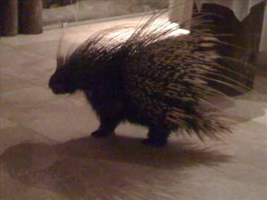 A local porcupine that would wander into the dining area in the evening to check things out!