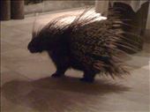 A local porcupine that would wander into the dining area in the evening to check things out!: by smithtravel, Views[166]