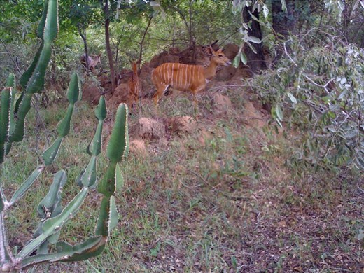 Nyla's were all over the Kapama grounds where we stayed