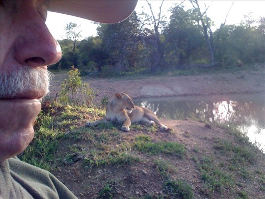 Female lion resting after a full meal.  Notice how close John is in the truck!