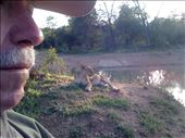 Female lion resting after a full meal.  Notice how close John is in the truck!: by smithtravel, Views[269]