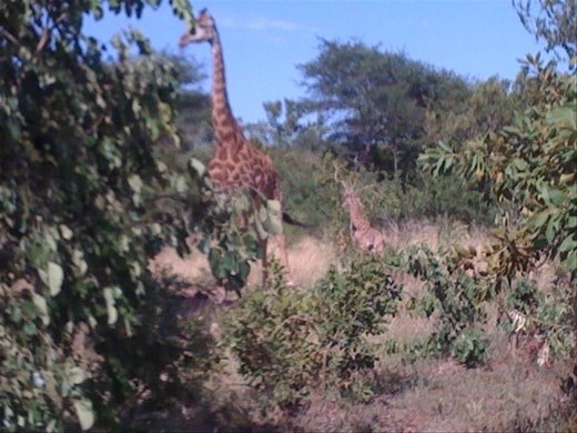Hard to see but a mother giraffe with a baby that was less than a day old.