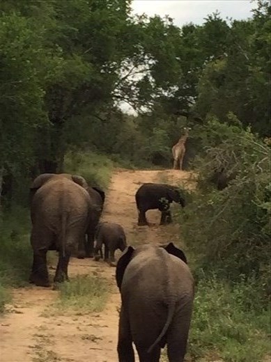 One of our favorite sights.  A family of elephants with a giraffe in the background!