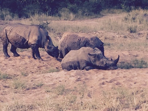 Rhinos mud bathing to cool off.