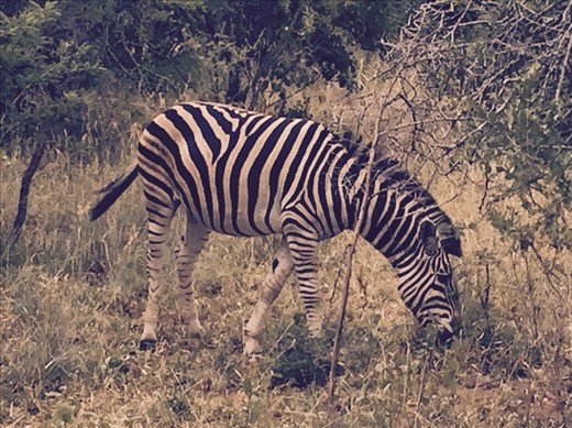 We saw hundreds of zebras starting with the ride from the airport.  Beautiful.