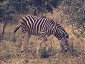 We saw hundreds of zebras starting with the ride from the airport.  Beautiful.: by smithtravel, Views[196]