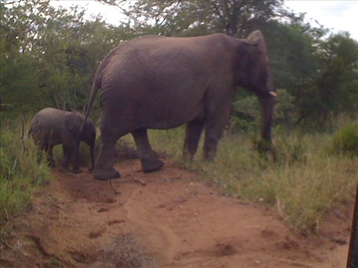 This mother elephant was protecting her 3 month old baby.