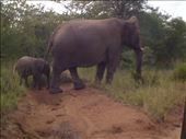 This mother elephant was protecting her 3 month old baby.: by smithtravel, Views[189]