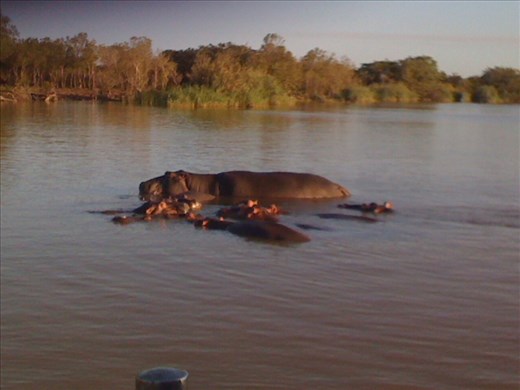 Over 800 hippos live in the Lake St. Lucia.  Amazing to see them in the wild.