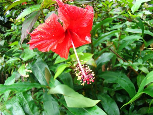 This hibiscus was found in El Yunque, the national rainforest of Puerto Rico. These flowers grow all over the island and make it that much more beautiful.