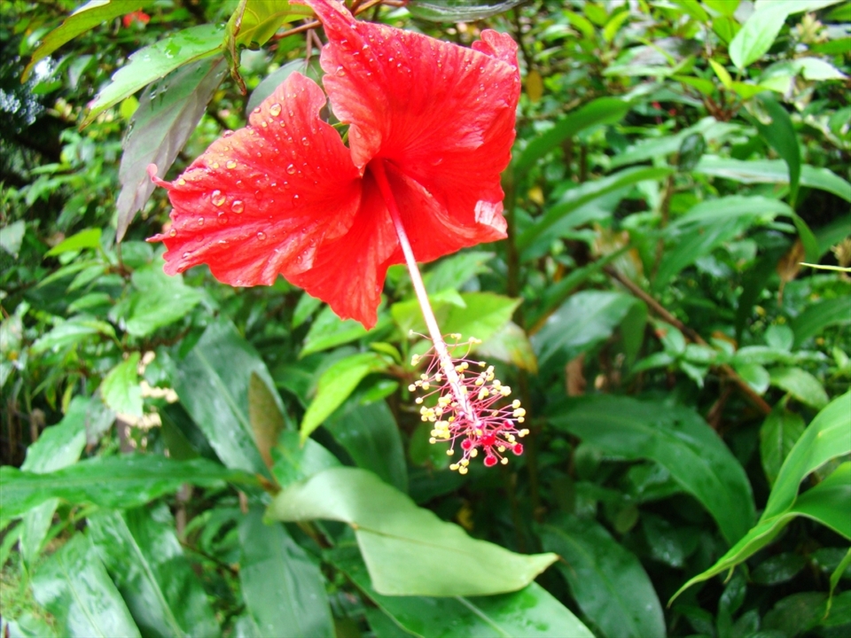 This hibiscus was found in El Yunque, the national rainforest of Puerto Rico. These flowers grow all over the island and make it that much more beautiful.
