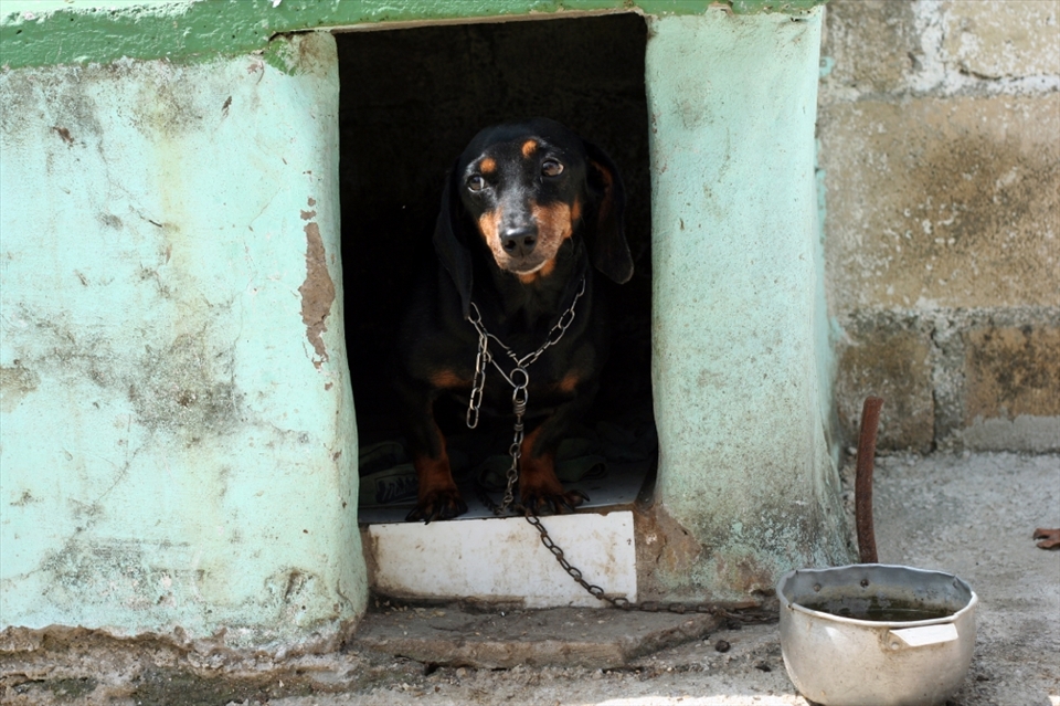 Keeping in from the heat and insects. She had sores and bites all over her back.
