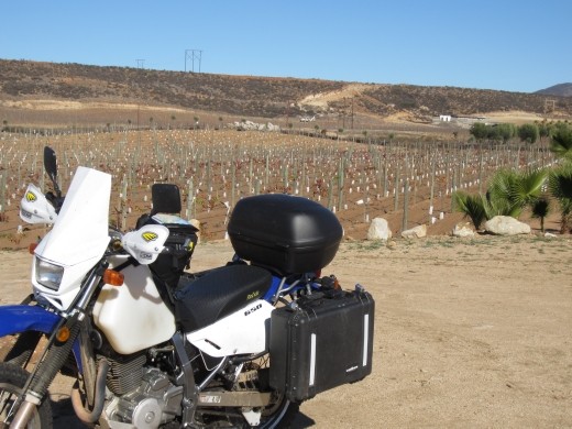 Wine and Palm trees for sale, suena bien!