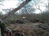 Mat taking photos of iguanas in his skivvies: by sneaver, Views[406]