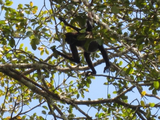 Monkey piss, it happens...