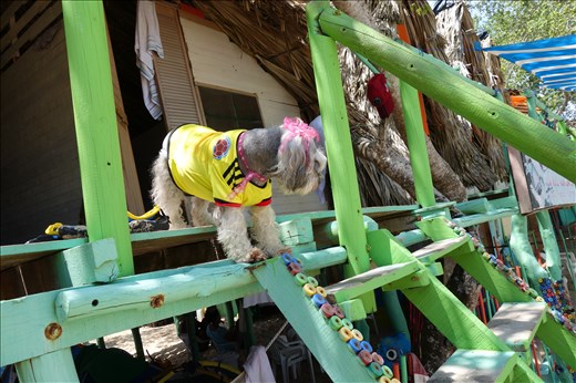 Playa Blanca - Ein Wauwau im Kolumbientrikot