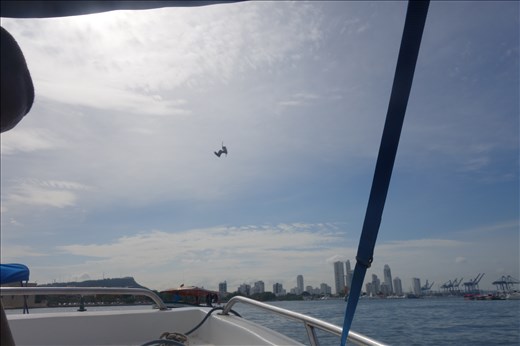 Im Hafen, ein Pelikan stürzt sich ins Wasser!