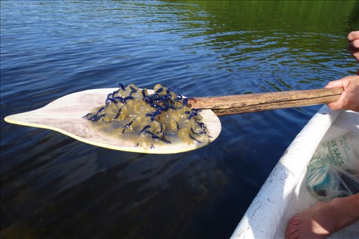 Unterwegs ne Qualle gejagt