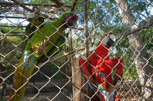 Papageien bei der Vogelfarm 