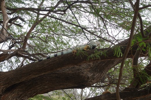 Huch, wer chillt da im Baum?