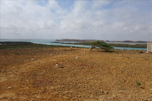 Ein Baum in der Wüste