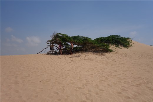 Die wichtige Schattenoase in der Wüste