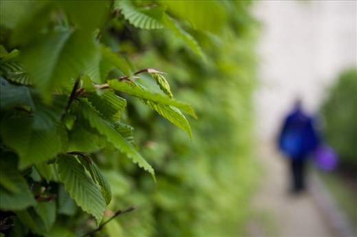 Within the sequestered garden at the Rodin museum we find beauty and realize it is time to take that beauty with us as we seek out our hopes and dreams.