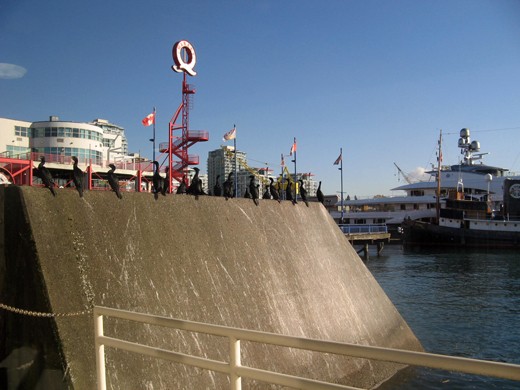 Crowded ferry station filed with boats, flags and birds on sunny afternoon.