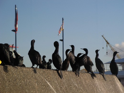 Birds having a party, choosing where they want to go today. Take a ferry or not?