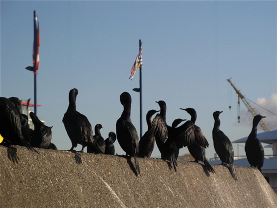 Birds having a party, choosing where they want to go today. Take a ferry or not?