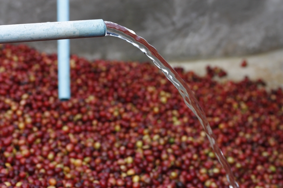 One of the secrets to the high quality crop grown in the Akha village is the access to fresh spring water. Cleaning the coffee cherries is imperative, however the purity of the water is also important to the livelihood of the community. 