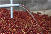 One of the secrets to the high quality crop grown in the Akha village is the access to fresh spring water. Cleaning the coffee cherries is imperative, however the purity of the water is also important to the livelihood of the community. : by sobremesainspain, Views[612]