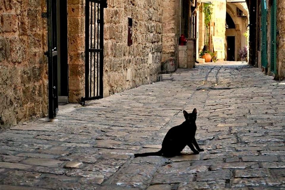 I spent many hours photographing (feeding&cuddling) homeless cats of Jerusalem.