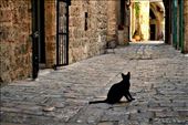 I spent many hours photographing (feeding&cuddling) homeless cats of Jerusalem.: by sofiyashreyer, Views[207]