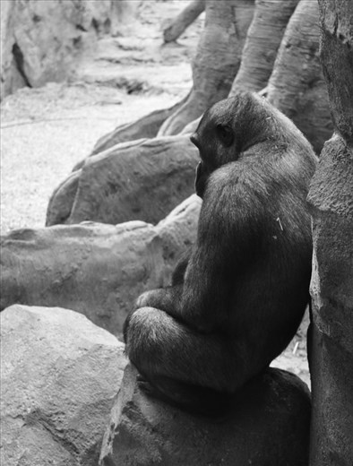 Apes are my favorite animal to observe and photograph. 