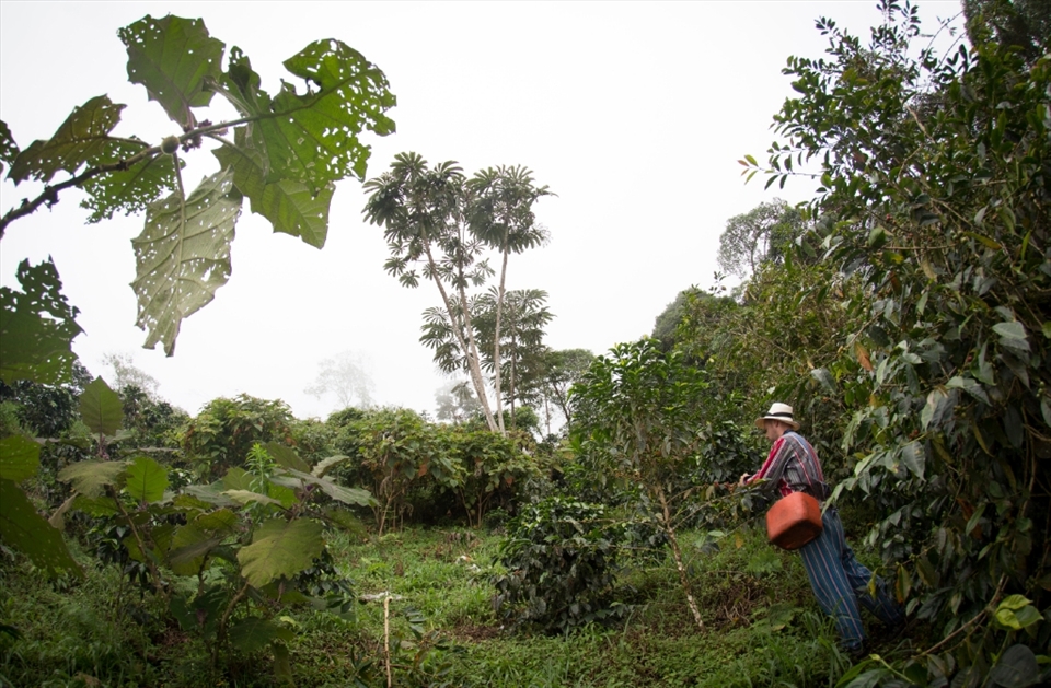 A shot of my friend mark picking coffee in the plantation, 1640m above sea level, in the clouds.