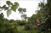 A shot of my friend mark picking coffee in the plantation, 1640m above sea level, in the clouds.: by solitaryman, Views[290]