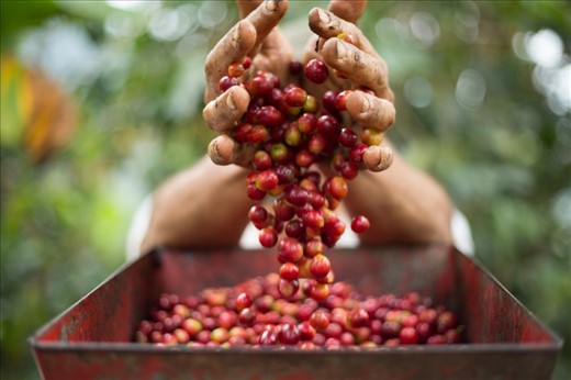 A shot taken as the coffee beans were being dropped into the depulping machine.  I chose image because with the focus on the dirty fingers it shows the hard work that is involved in producing coffee.