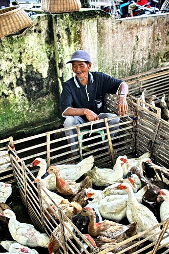 an old happy man with SMILE on the face, peace in the heart, waiting for a buyer to come and buy his commodities, MENTOK  - a local cross breed of duck and goose...
