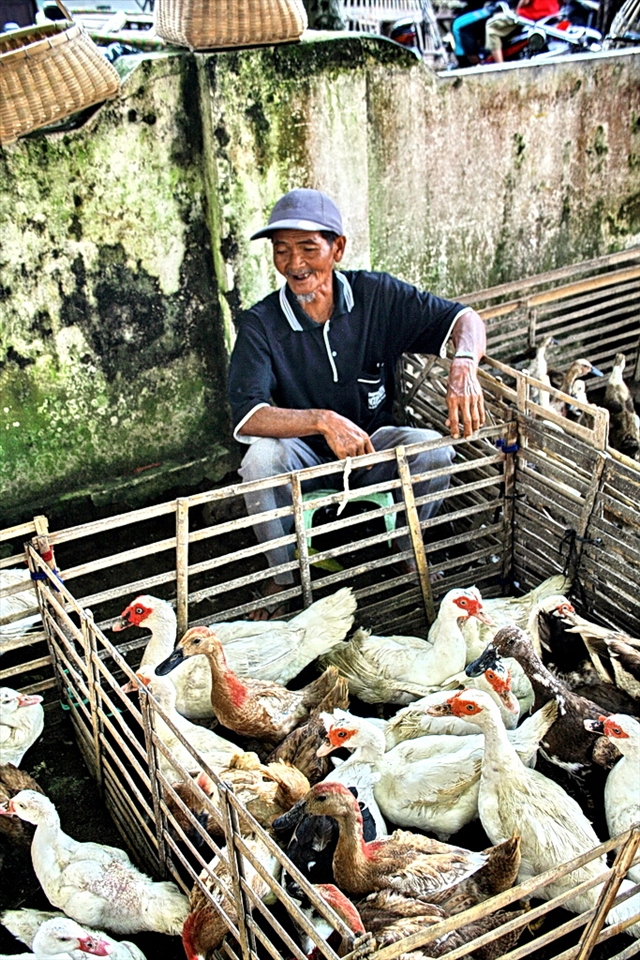 an old happy man with SMILE on the face, peace in the heart, waiting for a buyer to come and buy his commodities, MENTOK  - a local cross breed of duck and goose...