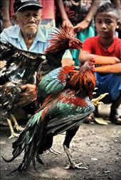 COCK FIGHT - the way men entertain theirselves since earlier days of our civilization... from the elder passed to younger generation...: by solo_indonesia, Views[475]