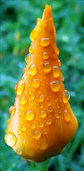 Click Just After Rain.: by solvemeifucan, Views[378]