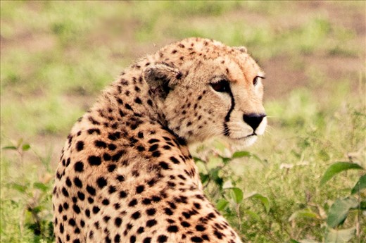 A regal cheetah, one of the Serengeti's famous 